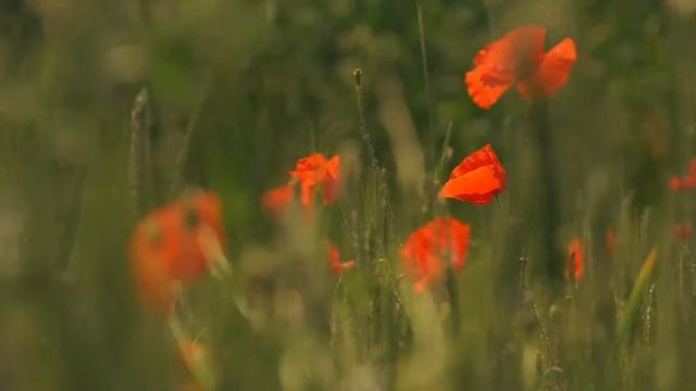 Insight professional - LIFE | Профессиональная Эко косметика для волос