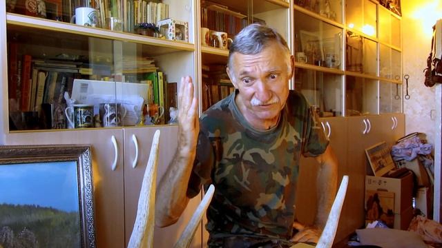 Как определить возраст лося по его рогам