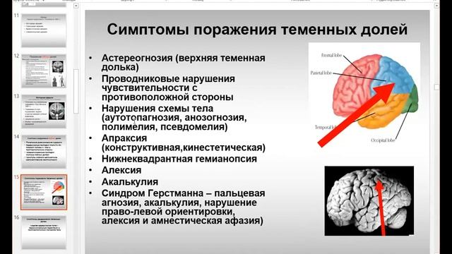 Lesson #4 part 2 Cerebral cortex