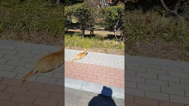 Spring Cat #1
