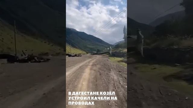 В Дагестане козёл устроил  качели на проводах