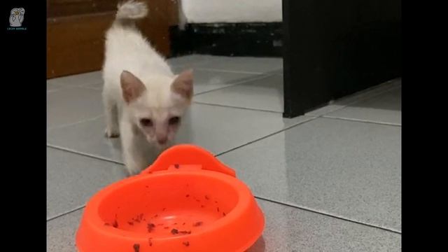 Мать ушла, когда ей было всего 2 недели, котёнок 2 месяца жил один на свалке...