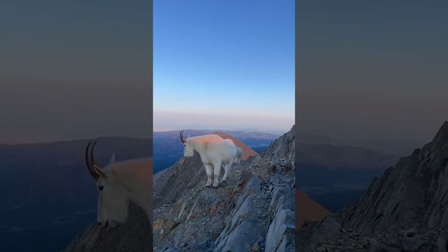 Очаровательные снежные козы на закате.