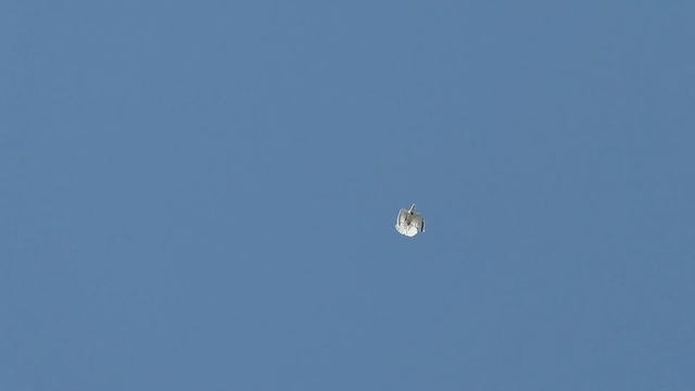 Серпастые голуби....август 2022......рябый малой...