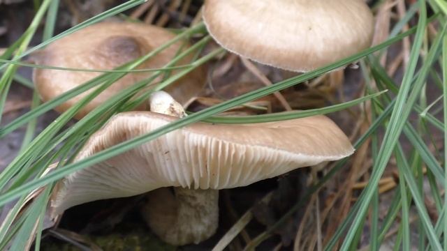 Золото севера / МОРОШКА /Дары природы / Лесные ягоды