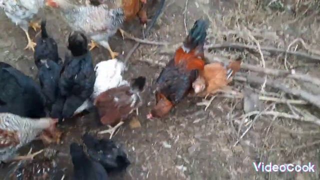 Убираем лишние поголовье кроликов.