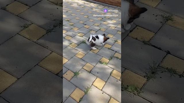 Детские радости игра в бутылочку)