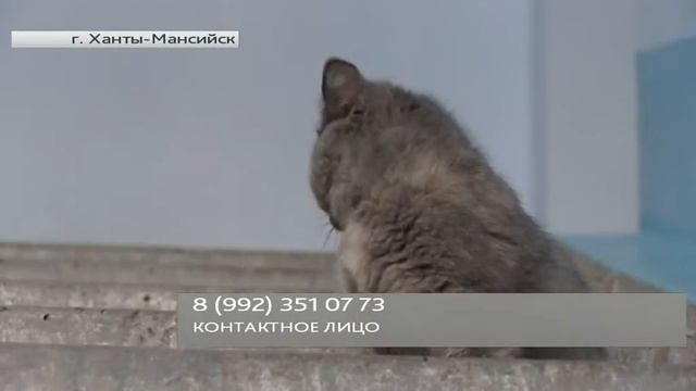 Бездомный котенок в Ханты-Мансийске ищет свой дом