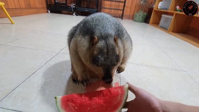 awesome sound when marmot eats watermelon