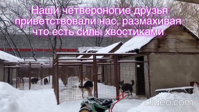 Поездка в приют для животных на улице Зорге (2021)