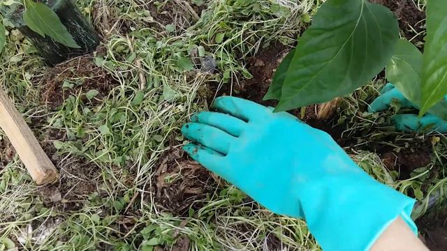 ПОСАДКА ПЕРЦЕВ ПОД КОЛЫШЕК