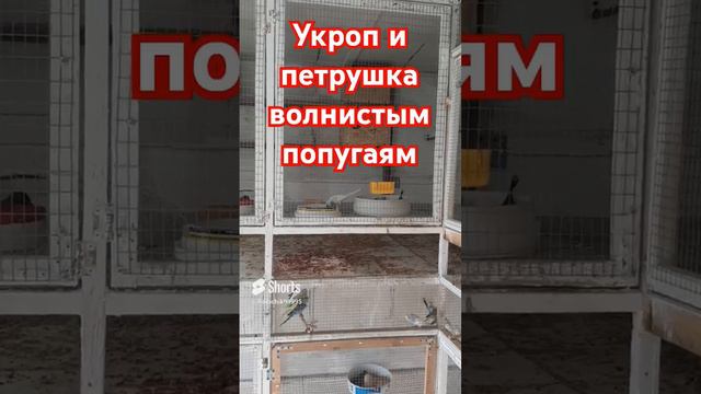 Витамины для попугаев(Укроп и петрушка) #волнистыйпопугайчик#волнистик#animals#shortvideo#shorts.