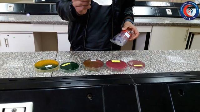 GIT - Microbiology practical | Module 17