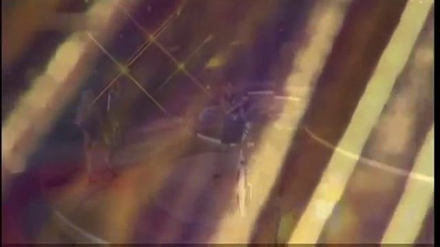 Bond - Allegretto 2003.mp4