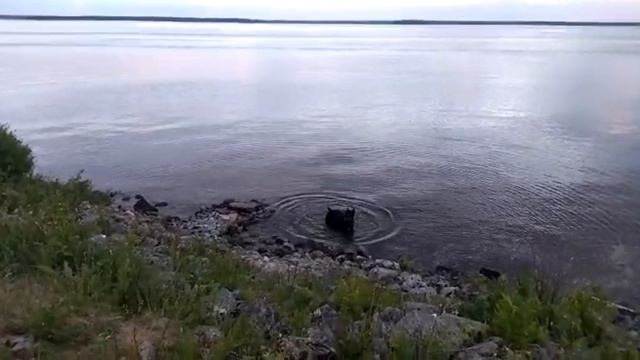 Красивый отдых красивой собаки.