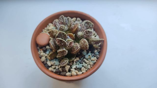 МОЯ КОЛЛЕКЦИЯ РЕДКИХ АДРОМИСКУСОВ  MY RARE ADROMISCHUS COLLECTION