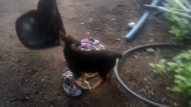 Как я учу делать хватку