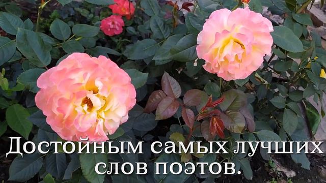 Пусть день добавит позитив! ❤️Доброго дня желаю! ❤️Позитивная музыкальная видеооткрытка❤️
