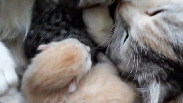 Кошка окатилась