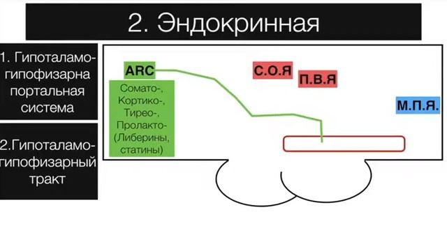 Большой разбор Гипоталамуса