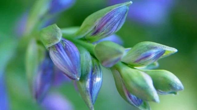 Schattengarten: Pflanztipps und Gestaltungsideen