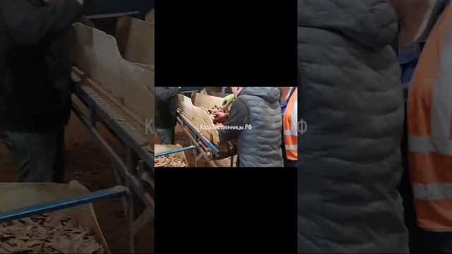 Производство мульчи из коры лиственницы сибирской в Братске