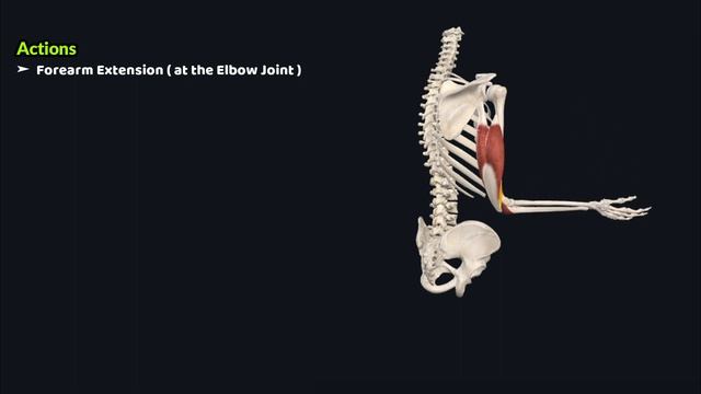Triceps Brachii Muscle | Musculoskeletal Anatomy | Doctor Speaks