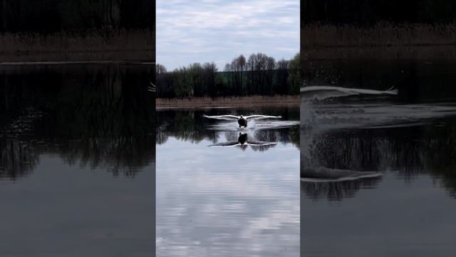 Буду знать что лебедь так взлетает и приземляется 😎 прям как вертолет на взлете) #лебедь