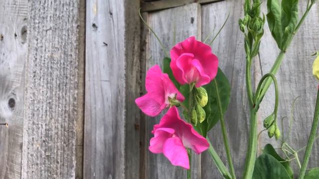 Lockdown gardening   Bank Holiday bonanza