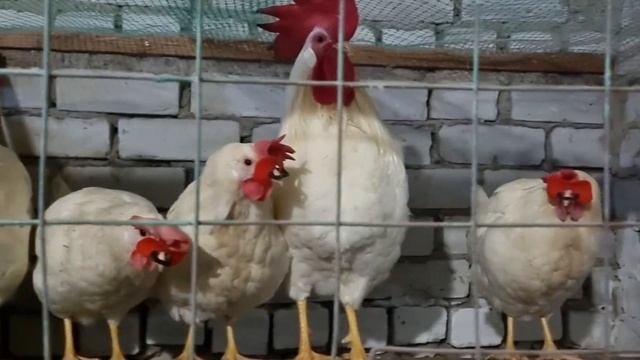 Гнёзда насесты подстилка .Куры индюки.. Мой вариант. Nests perches bedding.chickens turkeys.