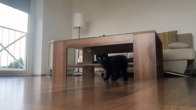 MISCHKA - приколы. Шотландская прямоухая -Scottish Straight