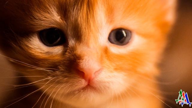 - Котёнок словно в воду канул! - непоседа Рыжик, обидевшись, решил спрятаться, но…