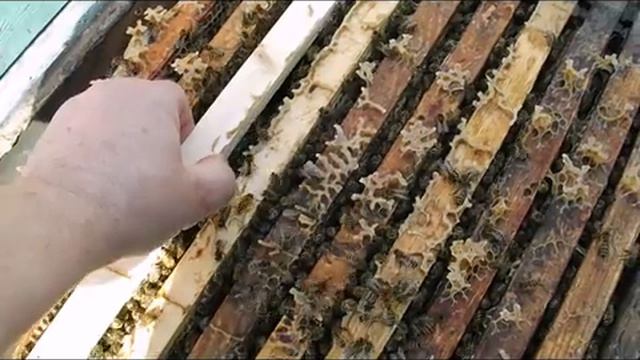 весна на пасеке - формирование отводков для ухода от роения пчел, часть 1