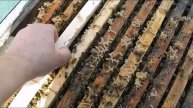 весна на пасеке - формирование отводков для ухода от роения пчел, часть 1