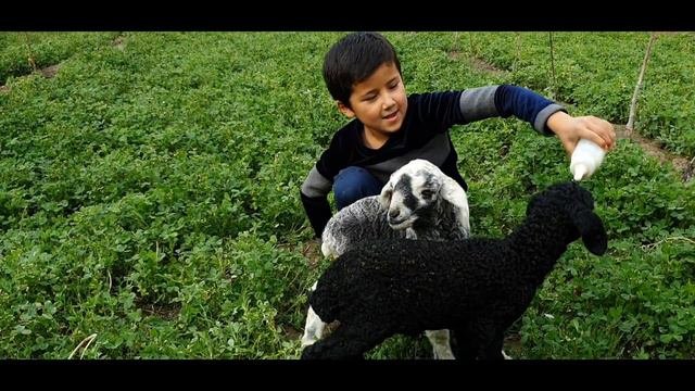 THE ORPHAN LAMBЕТИМ КУЗИЧОКЛАР
