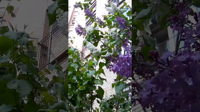 РУЧНАЯ ПЛАСТИКА ОТЗЫВЫ.