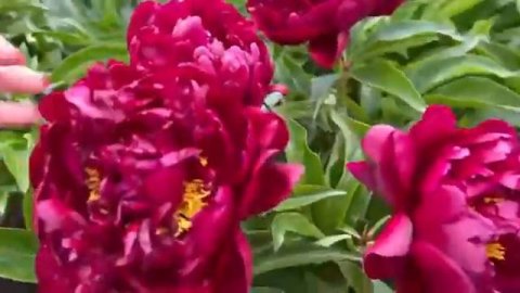 Изумительно красивый пион Петер Бранд