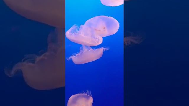 Оказывается стрекательные клетки медузы имеют одну из самых больших скоростей среди животных.