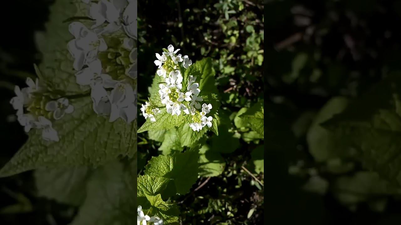 Красивые интеренсные весенние цветы чесночницы Beautiful interesting spring spadefoot flowers 美丽有趣的春