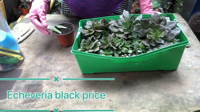 Echeveria black prince  sus cuidados