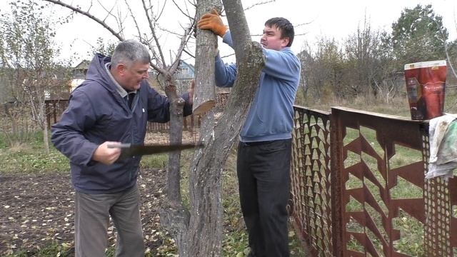 Осенняя Обрезка Алычи , Подготовка дерева для весенней Прививки Абрикоса .