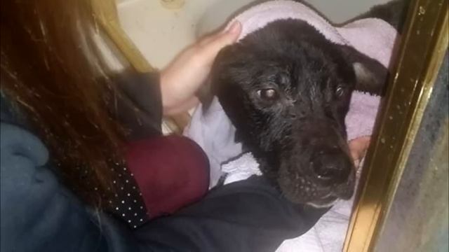 2 байкера обнаружили в бесхозном поле переноску для животных, заглянув внутрь они потеряли дар речи