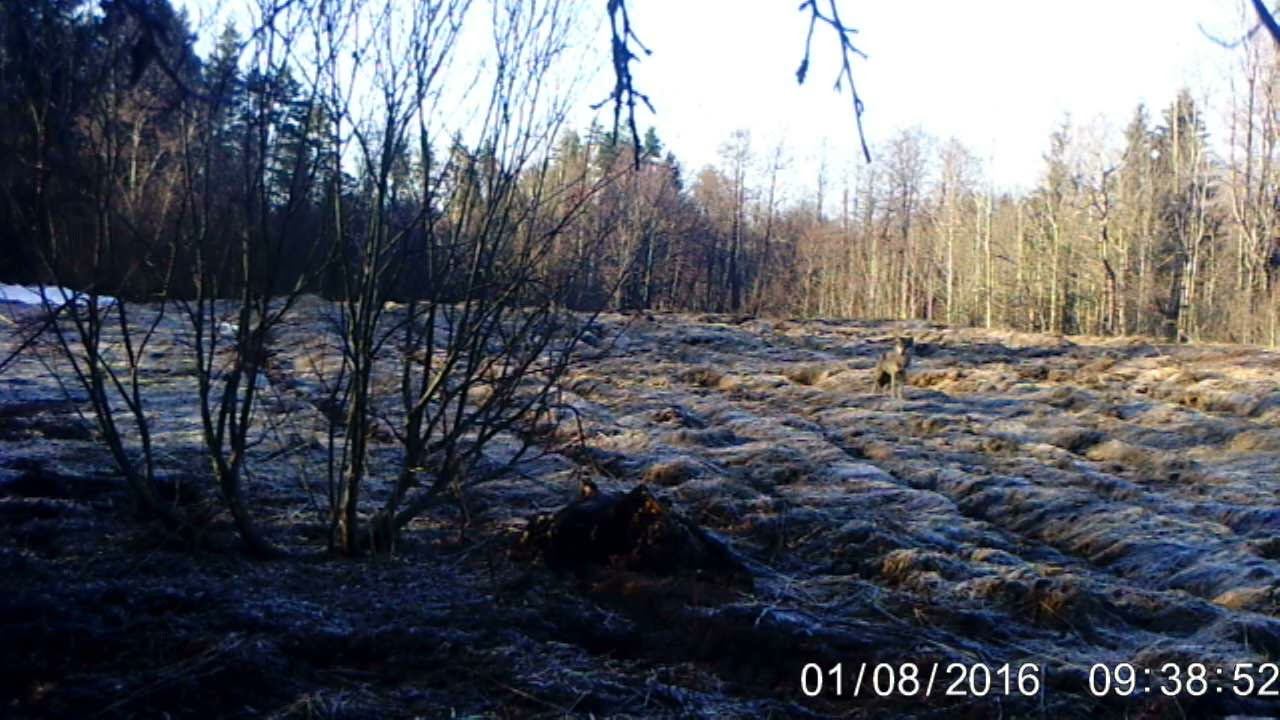 Волки 2/  wolves
