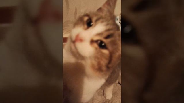Получилось🙏 Миланочка всех благодарит, кто помог и поучаствовал в её судьбе🐱❤️ Подробнее в описании