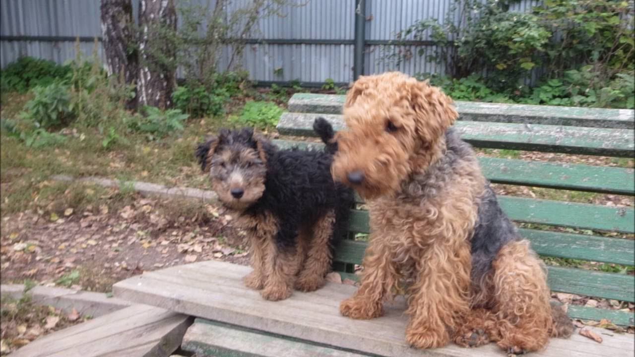 Welsh Terrier puppy and other different dogs.IX 2016.