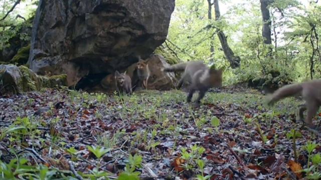 Видео фотоловушки лисы