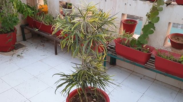 VERY EASY to Grow Plant for Beginners - Podocarpus || How to Grow and Care Podocarpus