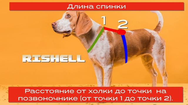 RISHELL.BY Снятие мерок для шлейки.