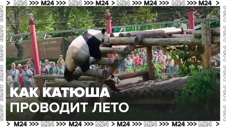 В Московском зоопарке показали, как панда Катюша проводит лето - Москва 24