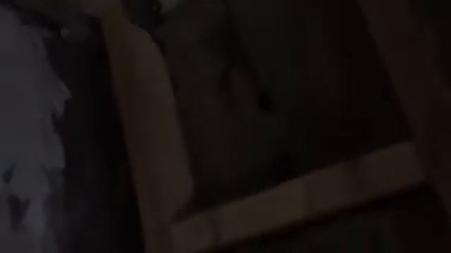 Мыши всё-таки живут в минеральной вате